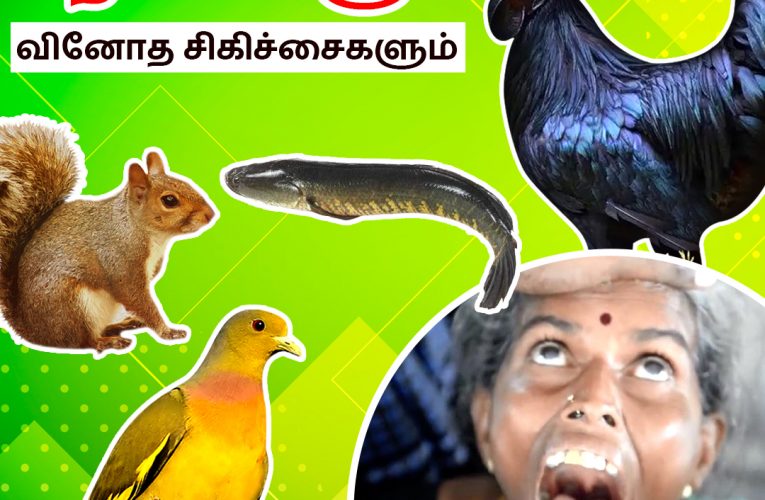 வண்ணப்பறவைகளும் விநோதசிகிச்சைகளும் | Birds, Animals & Remidies | Aathichoodi