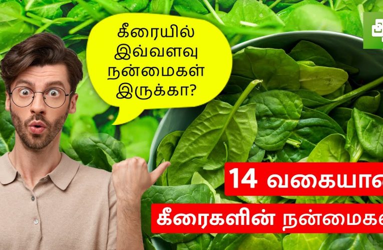 14 வகை கீரைகள் | 14 types of Lettuce – Spinach | Aathichoodi