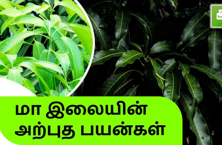 மா இலையின் அற்புத பயன்கள் | Benefits of Mango leaves | Aathichoodi